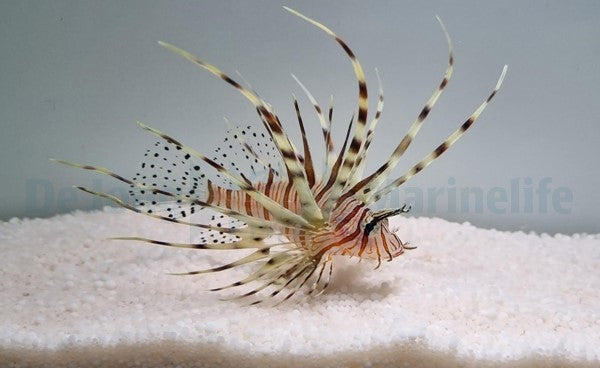 Pterois volitans