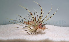 Pterois volitans