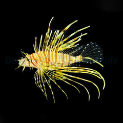 Pterois volitans