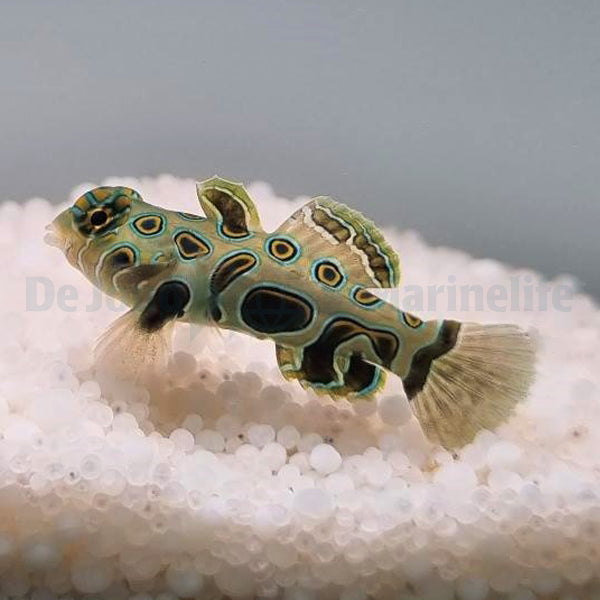 Pterosynchiropus picturatus - T.B.