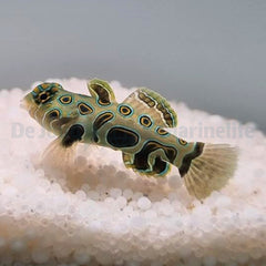 Pterosynchiropus picturatus - T.B.