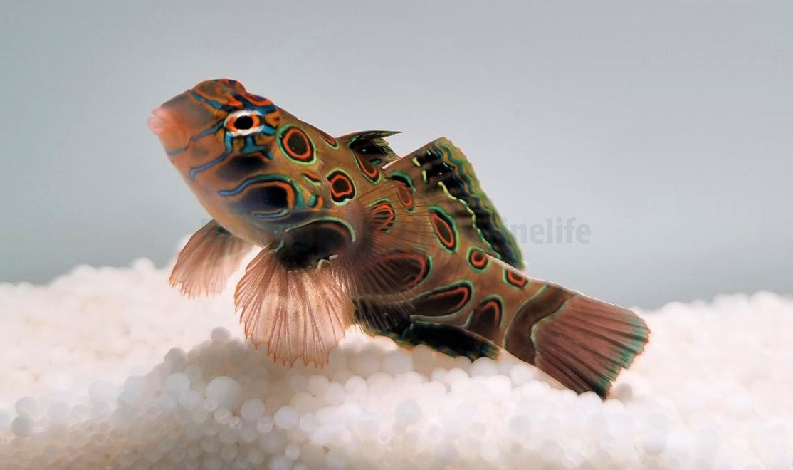 Pterosynchiropus picturatus
