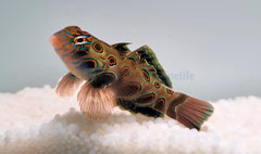 Pterosynchiropus picturatus