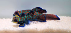 Pterosynchiropus splendidus (blue) (pair)