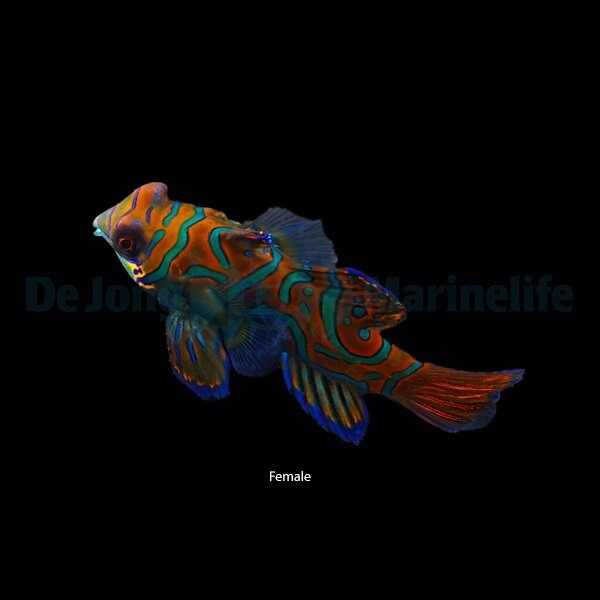 Pterosynchiropus splendidus (Blue)