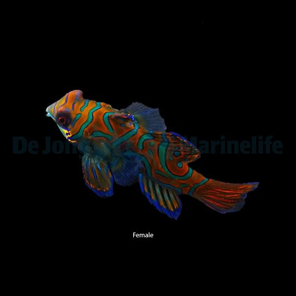 Pterosynchiropus splendidus (blue)
