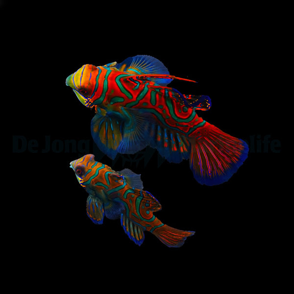 Pterosynchiropus splendidus (blue) (pair)
