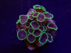 Palythoa spp. (Purple Death) (frag)
