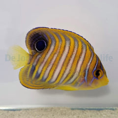 Pygoplites diacanthus (Pacific)