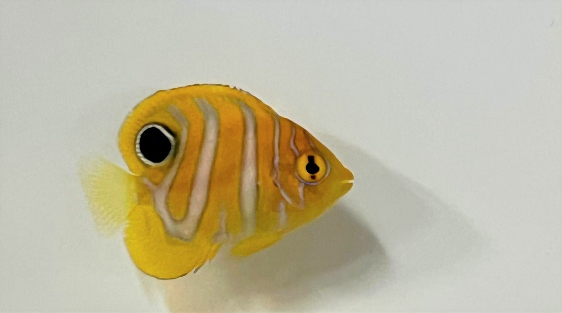 Pygoplites diacanthus - T.B.
