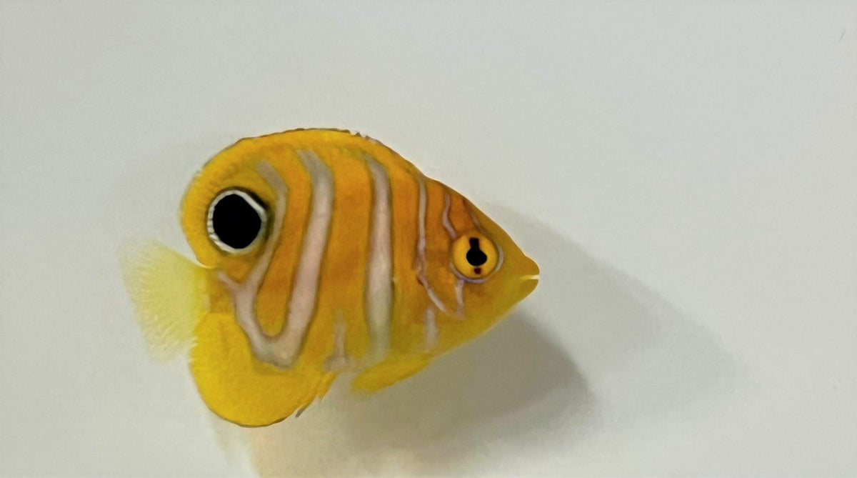 Pygoplites diacanthus - T.B.