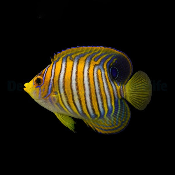 Pygoplites diacanthus (Pacific)