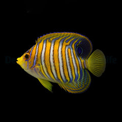 Pygoplites diacanthus (Pacific)