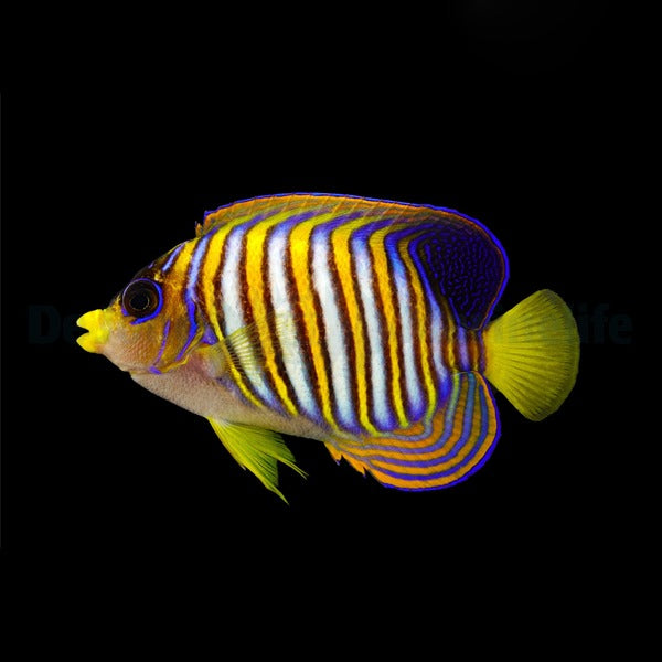 Pygoplites diacanthus (Pacific)