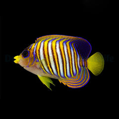 Pygoplites diacanthus (Pacific)