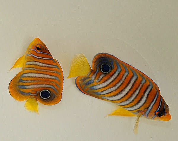 Pygoplites diacanthus (Pacific)