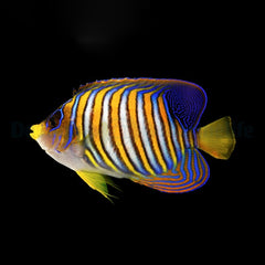 Pygoplites diacanthus (Pacific)