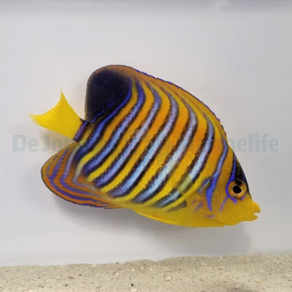 Pygoplites diacanthus (Red Sea)