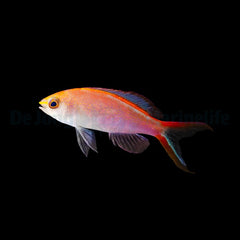 Pyronotanthias smithvanizi