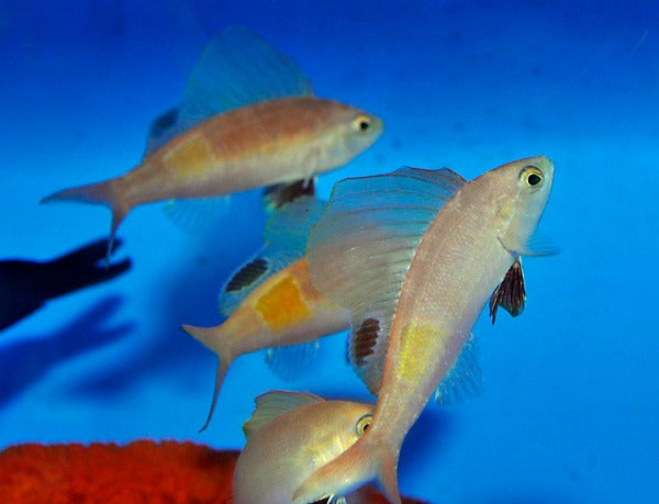 Rabaulichthys stigmaticus