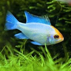 Apist.ramirezi electric blue gold head M