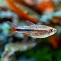 Rasbora lacrimula 3,5 cm.