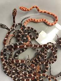 Pantherophis guttatus rattenslang mixed colours