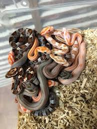 Corn snakes & koningslangen