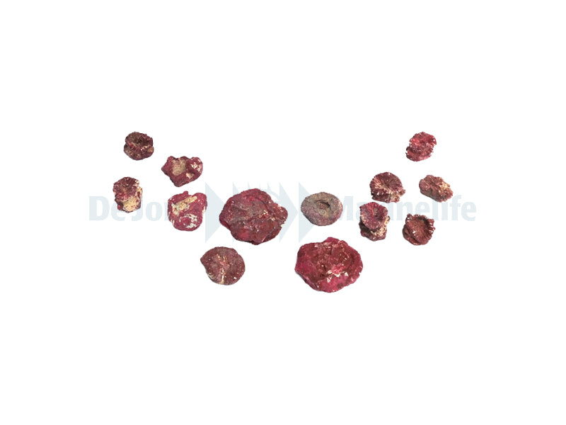Real Reef Frag Rocks - 200 pcs.