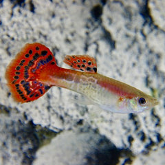 Poecilia ret.   Guppy red cobra XL