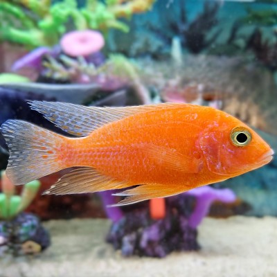 Aulonocara red dragon 6-8 cm