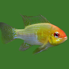 Apistogramma ramirezi red gold 3 cm.