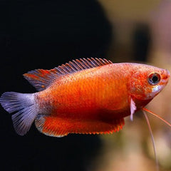 Colisa labiosa red robin honey gourami