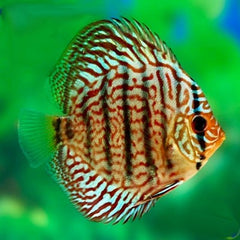S.discus   Discus red turquoise 6-7 cm
