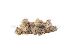 Reef Plate - 30 cm