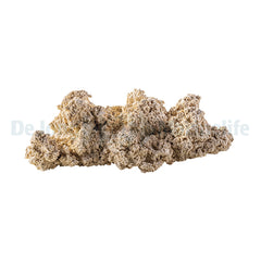 Reef Plate - 20 cm