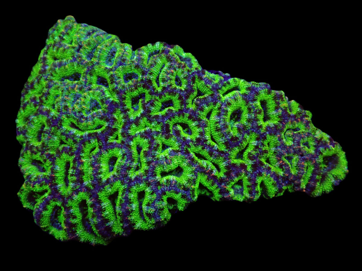 Acanthastrea lordhowensis (Green) (Premium)