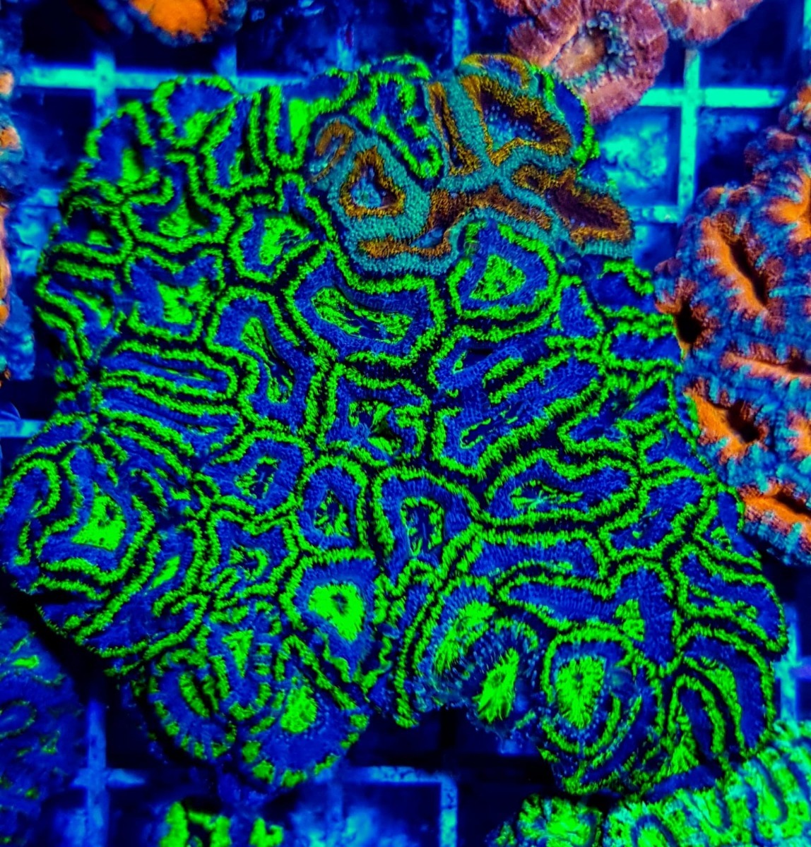 Acanthastrea lordhowensis (Green) (Premium)