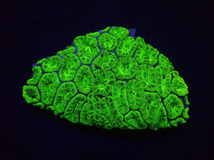 Acanthastrea lordhowensis (Green) (Premium)