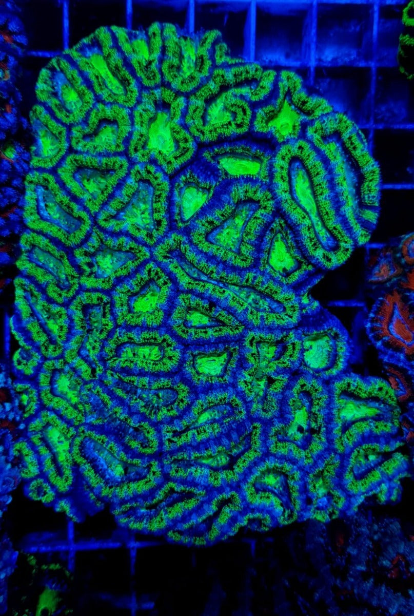 Acanthastrea lordhowensis (Green) (Premium)