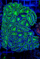 Acanthastrea lordhowensis (Green) (Premium)
