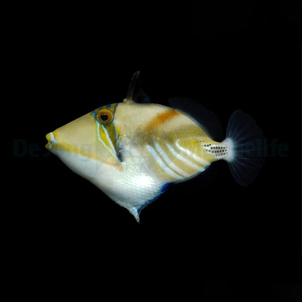 Rhinecanthus aculeatus
