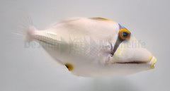 Rhinecanthus assasi