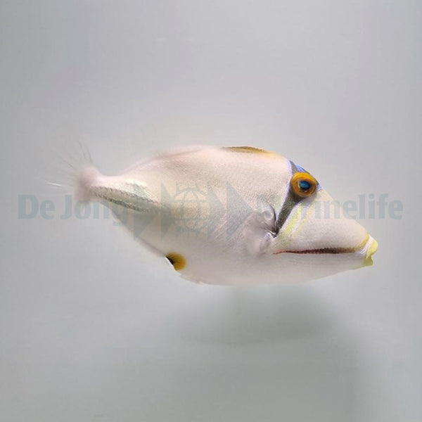 Rhinecanthus assasi