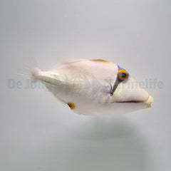 Rhinecanthus assasi