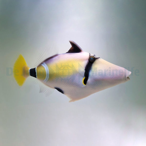 Rhinecanthus cinereus