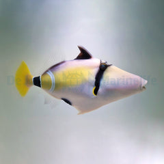 Rhinecanthus cinereus