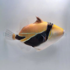 Rhinecanthus rectangulus