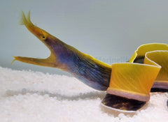 Rhinomuraena quaesita (Blue)
