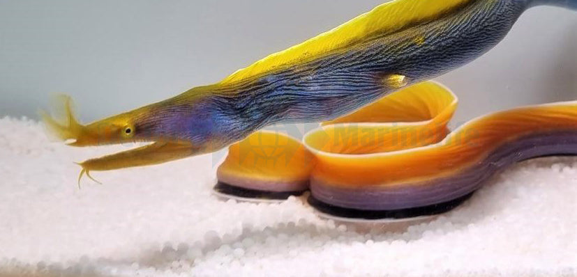 Rhinomuraena quaesita (Blue)